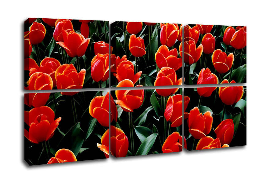 A Garden Of Red Tulips - Horizon Bliss