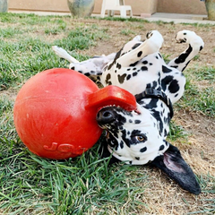 Jolly Pets Tug-n-Toss Dog Toy Ball with Handle, 10" XL, Red - Horizon Bliss