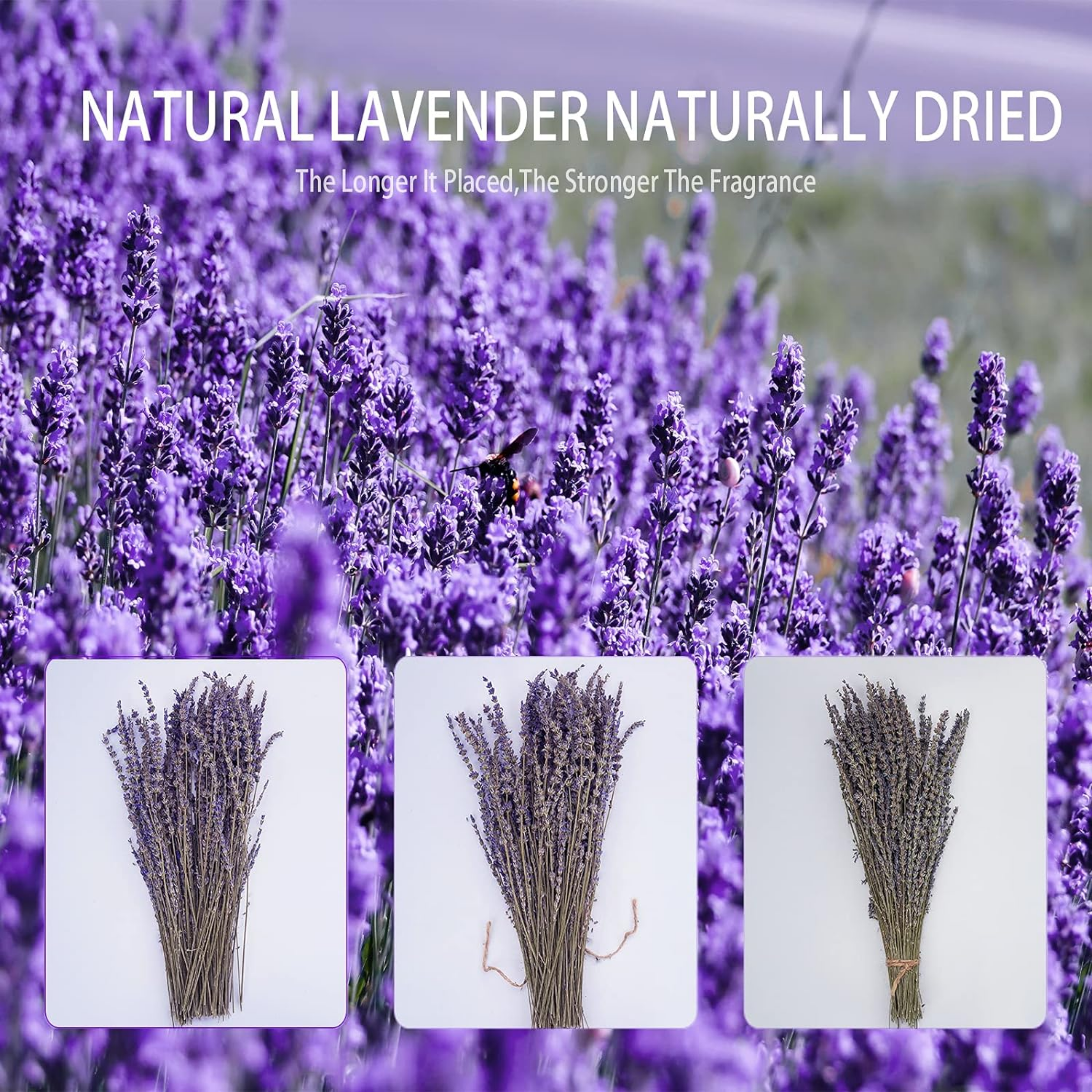 Dried Lavender Bundles, Uieke Natural Dried Lavender Flowers 280-300 Stems 16“ for Home Weeding Decoration Flower Arrangements Home Fragrance 2 Bundles - Horizon Bliss