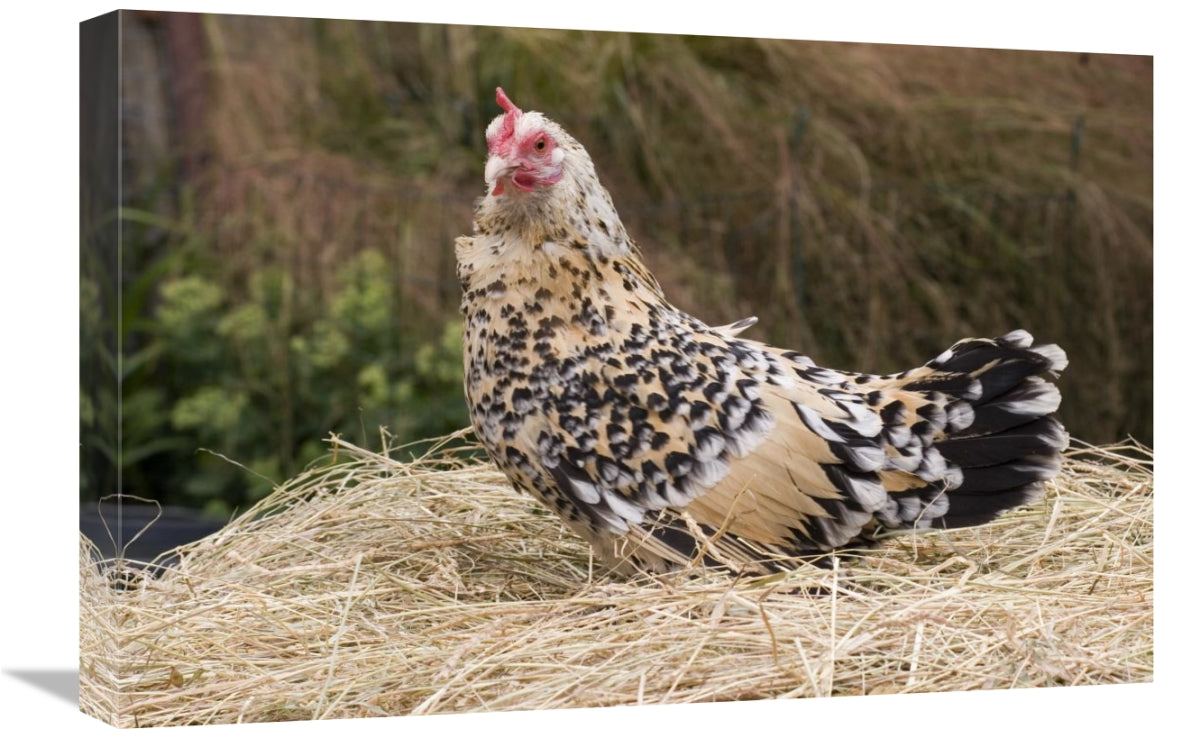 16 x 24 in. Domestic Chicken, Sable Poot, Lemon Mill Fleur Hen