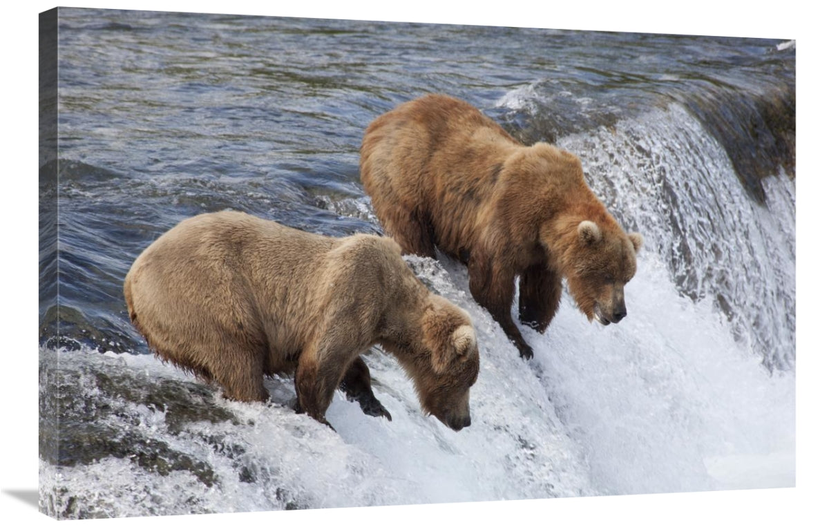 Global Gallery GCS-395489-2436-142 24 x 36 in. Grizzly Bear Males Wait