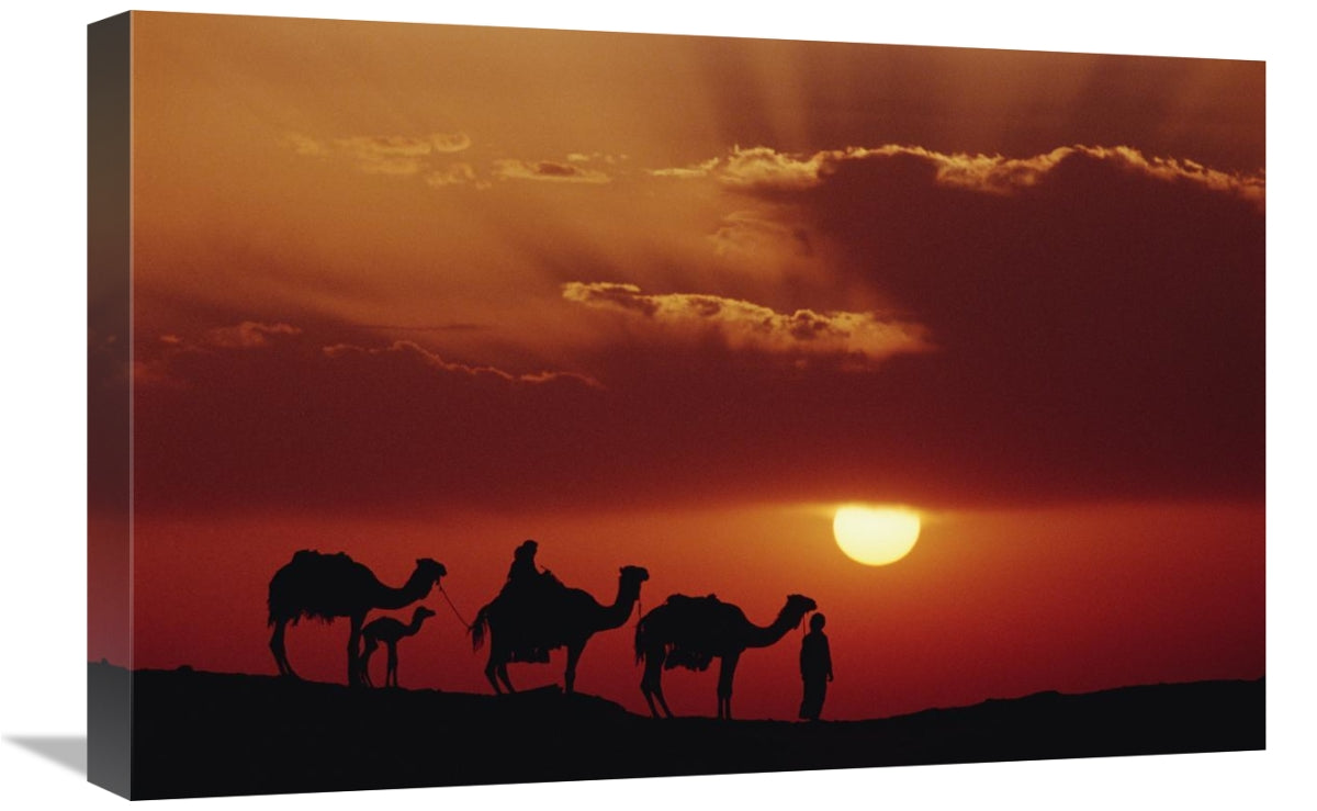 Global Gallery GCS-452939-1624-142 16 x 24 in. Dromedary Camels & Bedo - Horizon Bliss