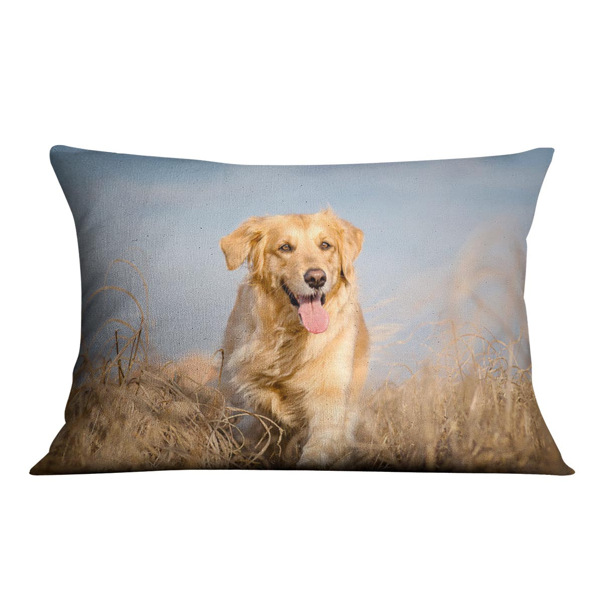 Golden retriever dog running outdoor Cushion