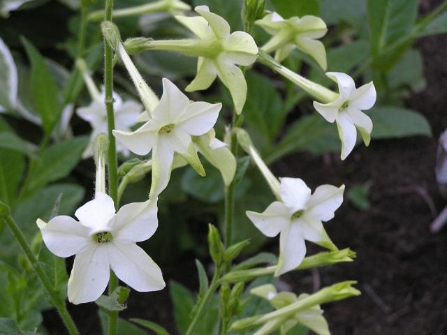 Nicotiana - Jasmine Scented