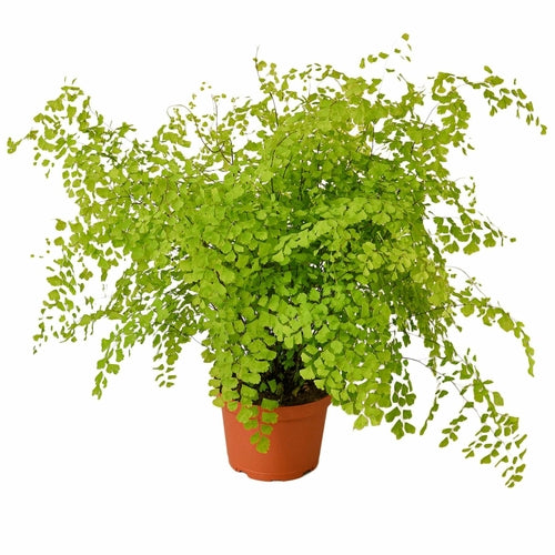 Maidenhair Fern